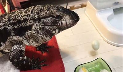 不器用なトカゲさん