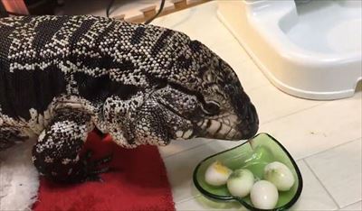 不器用なトカゲさん