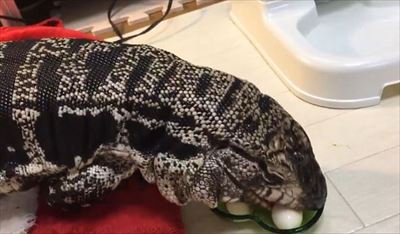 不器用なトカゲさん