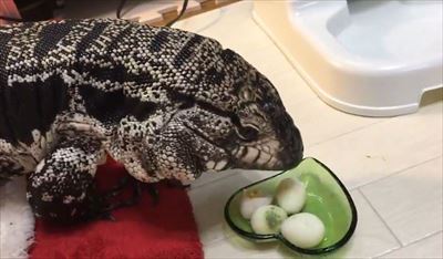 不器用なトカゲさん