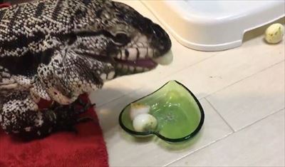 不器用なトカゲさん