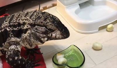 不器用なトカゲさん