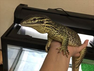 不器用なトカゲさん