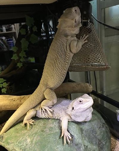 不器用なトカゲさん