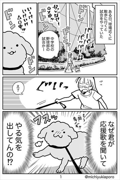 うちのトイプーがアイドルすぎる