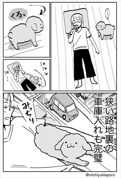 うちのトイプーがアイドルすぎる