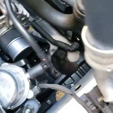 猫バンバン ボンネット