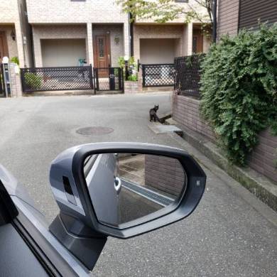 猫バンバン ボンネット