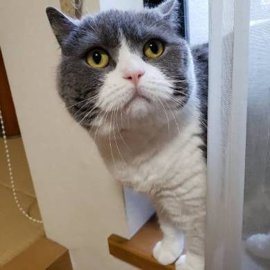 猫バンバン ボンネット