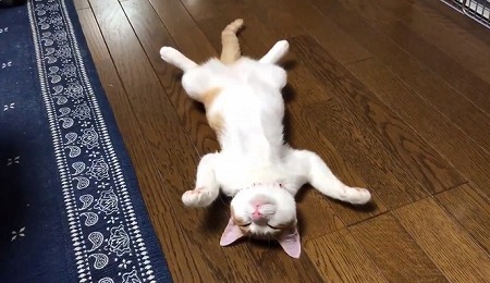 ストーブにメロメロの猫ちゃん