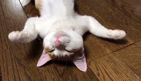 ストーブにメロメロの猫ちゃん