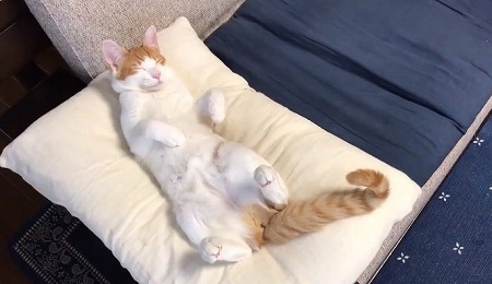 ストーブにメロメロの猫ちゃん