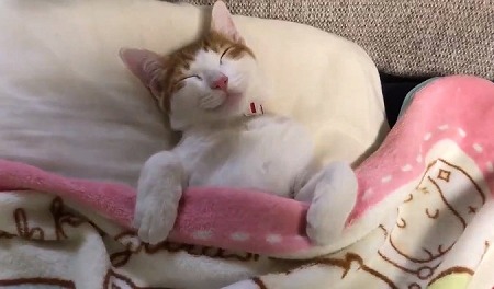 ストーブにメロメロの猫ちゃん