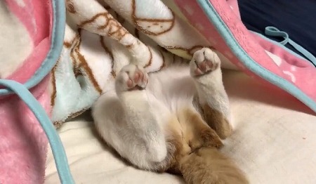 ストーブにメロメロの猫ちゃん