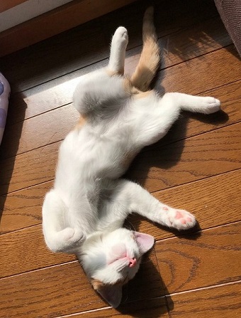 ストーブにメロメロの猫ちゃん
