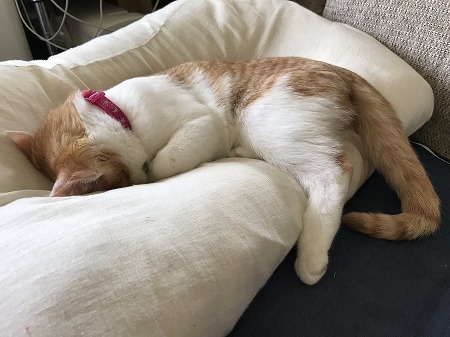 ストーブにメロメロの猫ちゃん