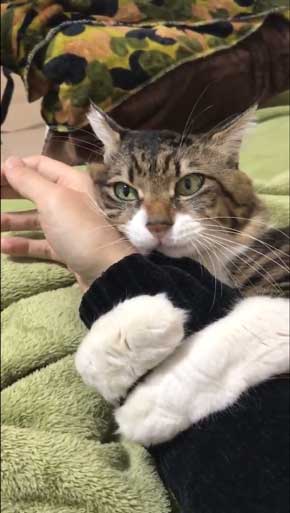 ヤマダ 猫 犬同様 人間に強い愛着を抱いている 判明 飼い主 腕 ハグ 抱きしめる