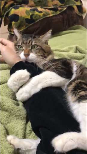 ヤマダ 猫 犬同様 人間に強い愛着を抱いている 判明 飼い主 腕 ハグ 抱きしめる