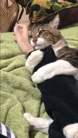 ヤマダ 猫 犬同様 人間に強い愛着を抱いている 判明 飼い主 腕 ハグ 抱きしめる
