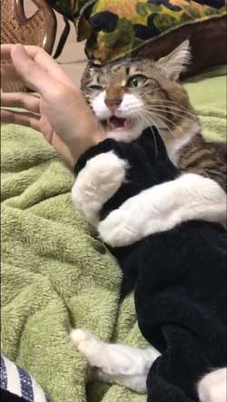 ヤマダ 猫 犬同様 人間に強い愛着を抱いている 判明 飼い主 腕 ハグ 抱きしめる