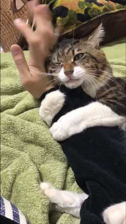 ヤマダ 猫 犬同様 人間に強い愛着を抱いている 判明 飼い主 腕 ハグ 抱きしめる