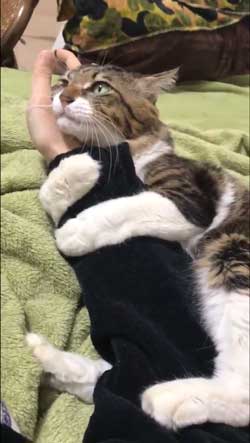 ヤマダ 猫 犬同様 人間に強い愛着を抱いている 判明 飼い主 腕 ハグ 抱きしめる