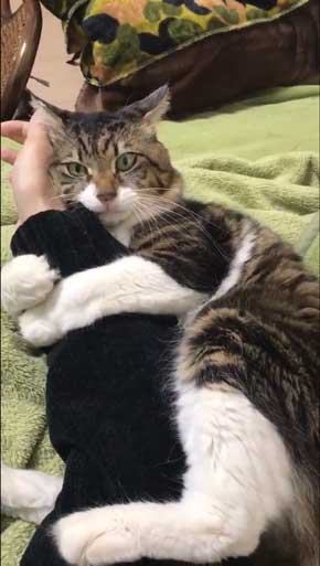 ヤマダ 猫 犬同様 人間に強い愛着を抱いている 判明 飼い主 腕 ハグ 抱きしめる