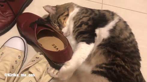 ヤマダ 猫 犬同様 人間に強い愛着を抱いている 判明 飼い主 腕 ハグ 抱きしめる