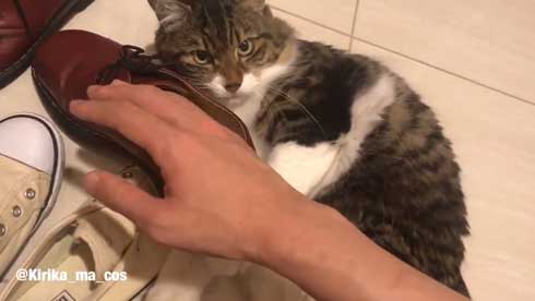 ヤマダ 猫 犬同様 人間に強い愛着を抱いている 判明 飼い主 腕 ハグ 抱きしめる