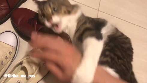 ヤマダ 猫 犬同様 人間に強い愛着を抱いている 判明 飼い主 腕 ハグ 抱きしめる