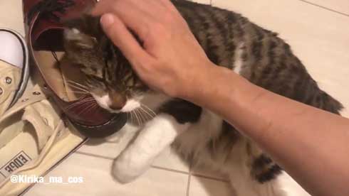 ヤマダ 猫 犬同様 人間に強い愛着を抱いている 判明 飼い主 腕 ハグ 抱きしめる