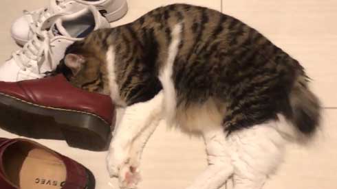 ヤマダ 猫 犬同様 人間に強い愛着を抱いている 判明 飼い主 腕 ハグ 抱きしめる