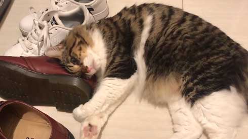 ヤマダ 猫 犬同様 人間に強い愛着を抱いている 判明 飼い主 腕 ハグ 抱きしめる