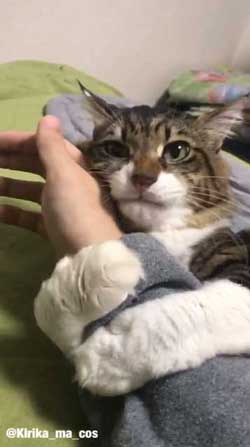 ヤマダ 猫 犬同様 人間に強い愛着を抱いている 判明 飼い主 腕 ハグ 抱きしめる