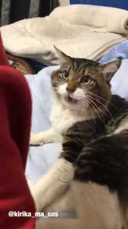 ヤマダ 猫 犬同様 人間に強い愛着を抱いている 判明 飼い主 腕 ハグ 抱きしめる