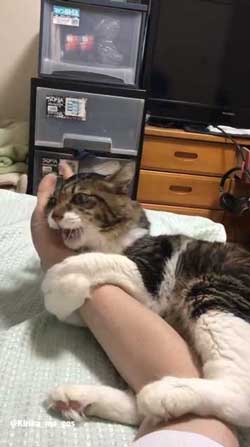 ヤマダ 猫 犬同様 人間に強い愛着を抱いている 判明 飼い主 腕 ハグ 抱きしめる