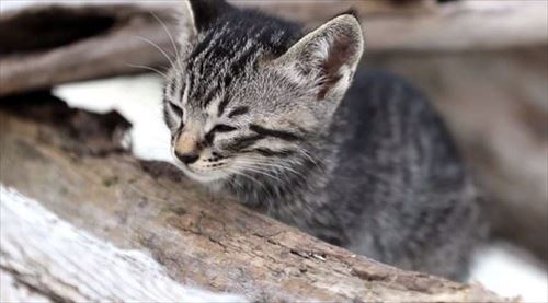 CaTuber猫たかDさん