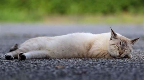 CaTuber猫たかDさん