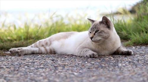 CaTuber猫たかDさん