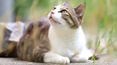 CaTuber猫たかDさん