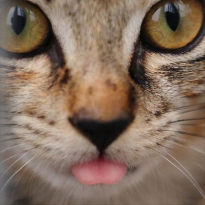 CaTuber猫たかDさん