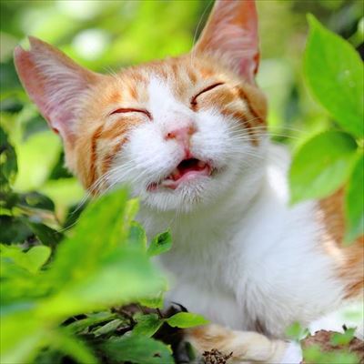 CaTuber猫たかDさん