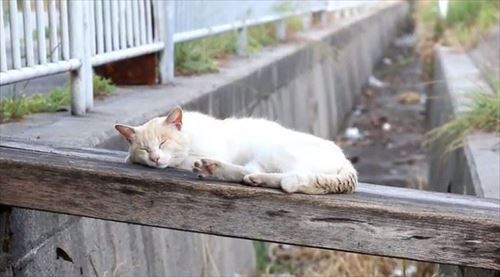 CaTuber猫たかDさん