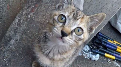 CaTuber猫たかDさん