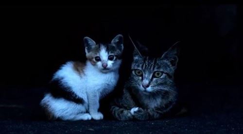 CaTuber猫たかDさん