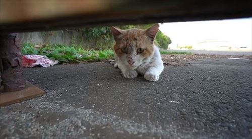 CaTuber猫たかDさん