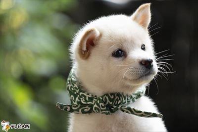 和風総本家　豆助