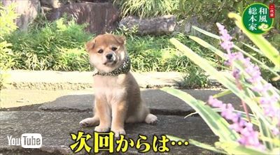 和風総本家　豆助