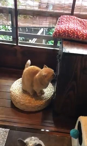 京都町家猫カフェ