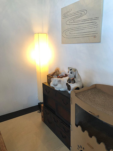 京都町家猫カフェ